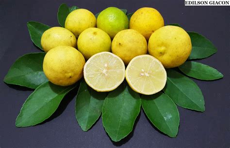 limão galego